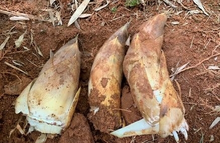 たけのこ堀り♪